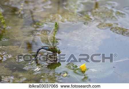 "Emperor Dragonfly or Blue Emperor (Anax imperator), laying eggs, oviposition, Muhlleiten, Gross-Enzersdorf, Lower Austria, Austria, Europe" View Large Photo Image Stock Photography - "Emperor Dragonfly or Blue Emperor (Anax imperator), laying eggs, oviposition, Muhlleiten, Gross-Enzersdorf, Lower Austria, Austria, Europe". Fotosearch