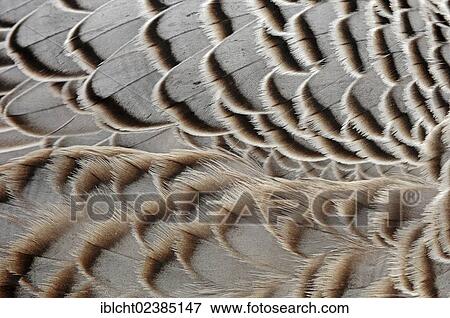 "Emperor Goose (Anser canagicus, Philacte canagicus, Chen canagicus), plumage detail, feathers, native to northern Siberia and Alaska, in captivity, Germany, Europe" View Large Photo Image Stock Photo - "Emperor Goose (Anser canagicus, Philacte canagicus, Chen canagicus), plumage detail, feathers, native to northern Siberia and Alaska, in captivity, Germany, Europe". Fotosearch