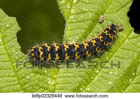 "Emperor Moth (Saturnia pavonia), early instar caterpillar, feeding on leaf, Crossness Nature Reserve, Bexley, Kent, England, United Kingdom, Europe" View Large Photo Image Stock Photo - "Emperor Moth (Saturnia pavonia), early instar caterpillar, feeding on leaf, Crossness Nature Reserve, Bexley, Kent, England, United Kingdom, Europe". Fotosearch