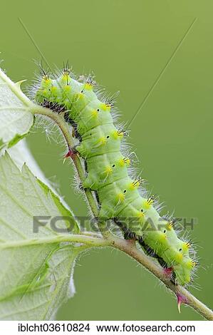 Picture - "Emperor Moth (Saturnia pavoniella), caterpillar, Central Macedonia, Greece, Europe". Fotosearch