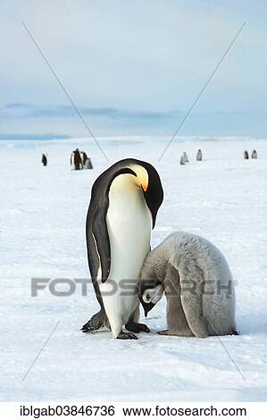 "Emperor Penguins (Aptenodytes forsteri), adult with chick, Weddell Sea, Antarctica" View Large Photo Image Stock Photograph - "Emperor Penguins (Aptenodytes forsteri), adult with chick, Weddell Sea, Antarctica". Fotosearch