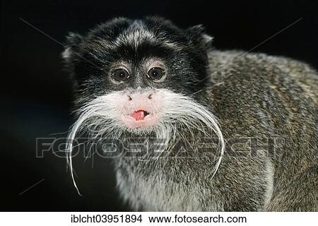 "Emperor Tamarin (Saguinus imperator), native to South America, captive, Germany, Europe" View Large Photo Image Picture - "Emperor Tamarin (Saguinus imperator), native to South America, captive, Germany, Europe". Fotosearch