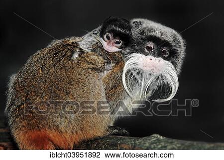 Stock Image - "Emperor Tamarin (Saguinus imperator) with young, native to South America, captive, Germany, Europe". Fotosearch