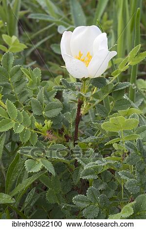 Stock Image - "Empire Prickly Rose or Burnet Rose (Ropsa spinosissima), Perchtoldsdorfer Heide, Perchtoldsdorf, Lower Austria, Austria, Europe". Fotosearch