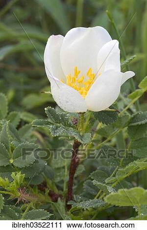 Stock Image - "Empire Prickly Rose or Burnet Rose (Ropsa spinosissima), Perchtoldsdorfer Heide, Perchtoldsdorf, Lower Austria, Austria, Europe". Fotosearch