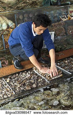 "Employee of a restaurant removing seafood from a glass tank, Sai Kung, New Territories, Hong Kong, Hong Kong, China, People's Republic of China, Asia" View Large Photo Image Stock Photo - "Employee of a restaurant removing seafood from a glass tank, Sai Kung, New Territories, Hong Kong, Hong Kong, China, People's Republic of China, Asia". Fotosearch