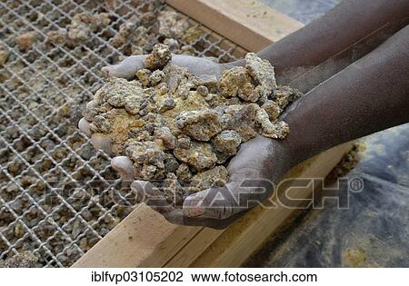 "Employee of the Opuwu gum-resin factory holding resin drops of the Guggal, Guggul or Mukul Myrrh Tree (Commiphora wildii), the basis for numerous cosmetic products, Opuwo, Kaokoland, Kunene, Namibia, Africa" View Large Photo Image Stock Image - "Employee of the Opuwu gum-resin factory holding resin drops of the Guggal, Guggul or Mukul Myrrh Tree (Commiphora wildii), the basis for numerous cosmetic products, Opuwo, Kaokoland, Kunene, Namibia, Africa". Fotosearch