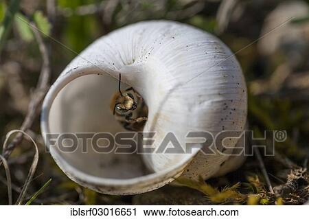 "Empty house of a Burgundy Snail or Edible Snail (Helix pomatia), Unstruttal, Nagelstedt, Thuringia, Germany, Europe" View Large Photo Image Stock Image - "Empty house of a Burgundy Snail or Edible Snail (Helix pomatia), Unstruttal, Nagelstedt, Thuringia, Germany, Europe". Fotosearch