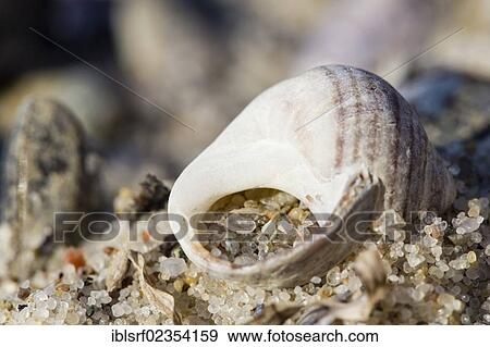 "Empty snail shell in the sand, Fehmarn Island, Schleswig-Holstein, Germany, Europe" View Large Photo Image Stock Photo - "Empty snail shell in the sand, Fehmarn Island, Schleswig-Holstein, Germany, Europe". Fotosearch
