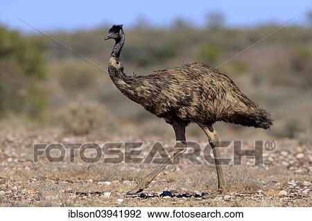 "Emu (Dromaius novaehollandiae), adult, Sturt National Park, New South Wales, Australia, Oceania" View Large Photo Image Stock Image - "Emu (Dromaius novaehollandiae), adult, Sturt National Park, New South Wales, Australia, Oceania". Fotosearch