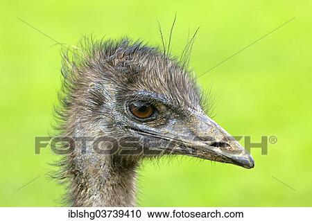 "Emu (Dromaius novaehollandiae), North Rhine-Westphalia, Germany, Europe" View Large Photo Image Stock Image - "Emu (Dromaius novaehollandiae), North Rhine-Westphalia, Germany, Europe". Fotosearch