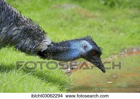 "Emu (Dromaius novaehollandiae), drinking, occurrence in Australia, captive, The Netherlands, Europe" View Large Photo Image Picture - "Emu (Dromaius novaehollandiae), drinking, occurrence in Australia, captive, The Netherlands, Europe". Fotosearch