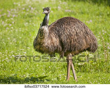 Picture - "Emu (Dromaius novaehollandiae) standing in a meadow, captive, native to Australia, Thuringia, Germany, Europe". Fotosearch