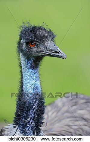 "Emu (Dromaius novaehollandiae), portrait, occurrence in Australia, captive, The Netherlands, Europe" View Large Photo Image Stock Image - "Emu (Dromaius novaehollandiae), portrait, occurrence in Australia, captive, The Netherlands, Europe". Fotosearch