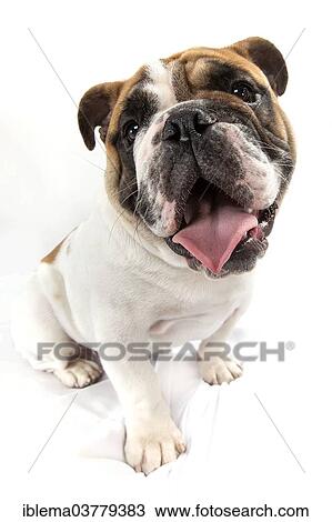 Stock Image - "English Bulldog, juvenile". Fotosearch