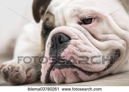 Stock Image - "English Bulldog, juvenile". Fotosearch