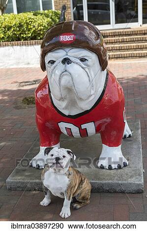 "English Bulldog puppy in front of a Bulldog sculpture wearing a baseball uniform, Athens, Georgia, United States, North America" View Large Photo Image Stock Image - "English Bulldog puppy in front of a Bulldog sculpture wearing a baseball uniform, Athens, Georgia, United States, North America". Fotosearch