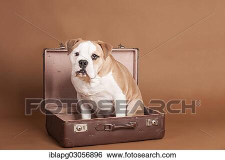 Stock Photograph - English Bulldog sitting in a suitcase. Fotosearch