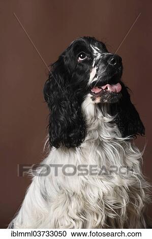 Stock Image - "English Cocker Spaniel, Germany, Europe". Fotosearch