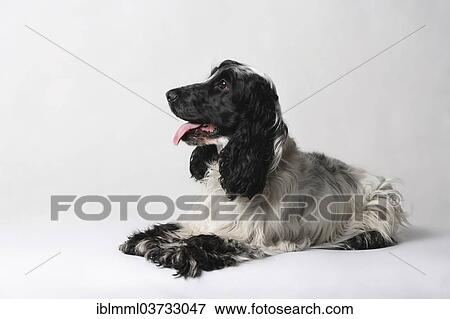 "English Cocker Spaniel, Germany, Europe" View Large Photo Image Stock Photo - "English Cocker Spaniel, Germany, Europe". Fotosearch