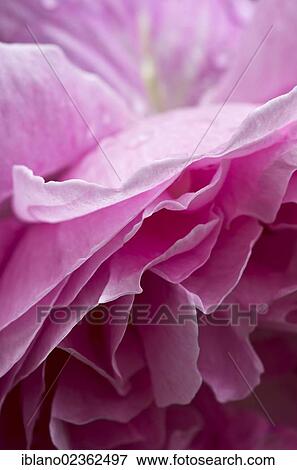 "English fragrant rose (Rosa), Schwaz, Tyrol, Austria, Europe" View Large Photo Image Stock Photo - "English fragrant rose (Rosa), Schwaz, Tyrol, Austria, Europe". Fotosearch