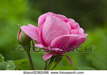 "English fragrant rose (Rosa), Schwaz, Tyrol, Austria, Europe" View Large Photo Image Stock Photo - "English fragrant rose (Rosa), Schwaz, Tyrol, Austria, Europe". Fotosearch