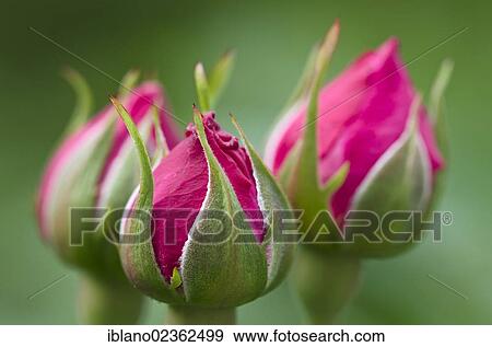 "English fragrant rose (Rosa), Schwaz, Tyrol, Austria, Europe" View Large Photo Image Stock Photo - "English fragrant rose (Rosa), Schwaz, Tyrol, Austria, Europe". Fotosearch