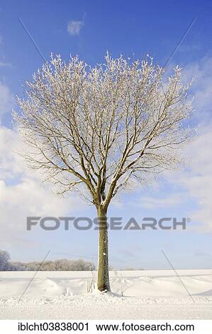 Stock Image - "English Oak or Pedunculate Oak (Quercus robur, Quercus pedunculata) in winter, North Rhine-Westphalia, Germany, Europe". Fotosearch