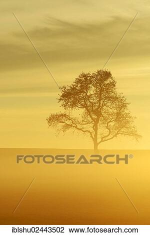 Stock Image - "English Oak or Pedunculate Oak (Quercus robur, Quercus petraea) shrouded in fog in the light of the setting sun, Lindenberg, Horben, Canton of Aargau, Switzerland, Europe". Fotosearch