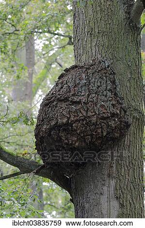 "English Oak or Pedunculate Oak (Quercus robur, Quercus pedunculata), growth on the trunk, North Rhine-Westphalia, Germany, Europe" View Large Photo Image Stock Photo - "English Oak or Pedunculate Oak (Quercus robur, Quercus pedunculata), growth on the trunk, North Rhine-Westphalia, Germany, Europe". Fotosearch
