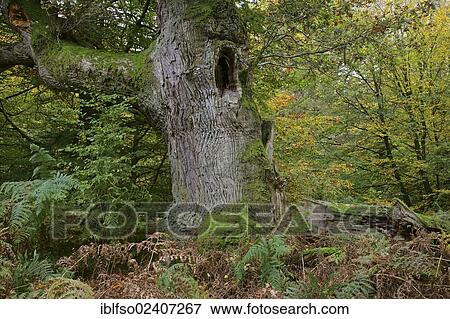 "English Oak or Pedunculate Oak (Quercus robur), oak for shelter in an old woodland pasture, Sababurg Primeval Forest, Hesse, Germany, Europe" View Large Photo Image Stock Photo - "English Oak or Pedunculate Oak (Quercus robur), oak for shelter in an old woodland pasture, Sababurg Primeval Forest, Hesse, Germany, Europe". Fotosearch