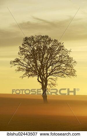 Stock Photo - "English Oak or Pedunculate Oak (Quercus robur, Quercus petraea) shrouded in fog in the light of the setting sun, Lindenberg, Horben, Canton of Aargau, Switzerland, Europe". Fotosearch