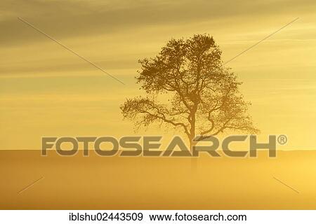 Stock Photo - "English Oak or Pedunculate Oak (Quercus robur, Quercus petraea) shrouded in fog in the light of the setting sun, Lindenberg, Horben, Canton of Aargau, Switzerland, Europe". Fotosearch