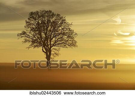 "English Oak or Pedunculate Oak (Quercus robur, Quercus petraea) shrouded in fog in the light of the setting sun, Lindenberg, Horben, Canton of Aargau, Switzerland, Europe" View Large Photo Image Stock Photograph - "English Oak or Pedunculate Oak (Quercus robur, Quercus petraea) shrouded in fog in the light of the setting sun, Lindenberg, Horben, Canton of Aargau, Switzerland, Europe". Fotosearch