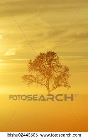 "English Oak or Pedunculate Oak (Quercus robur, Quercus petraea) shrouded in fog in the light of the setting sun, Lindenberg, Horben, Canton of Aargau, Switzerland, Europe" View Large Photo Image Stock Photography - "English Oak or Pedunculate Oak (Quercus robur, Quercus petraea) shrouded in fog in the light of the setting sun, Lindenberg, Horben, Canton of Aargau, Switzerland, Europe". Fotosearch