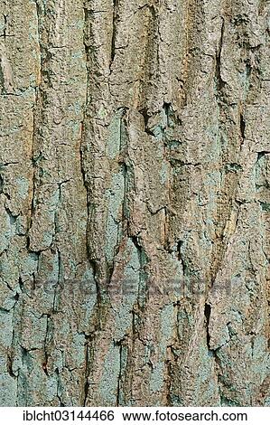 "English oak (Quercus robur, Quercus pedunculata), oak bark, Bergkamen, North Rhine-Westphalia, Germany, Europe" View Large Photo Image Stock Photograph - "English oak (Quercus robur, Quercus pedunculata), oak bark, Bergkamen, North Rhine-Westphalia, Germany, Europe". Fotosearch