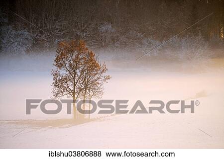 "English oak (Quercus robur), with autumn leaves in the fog, Horben, Canton Aargau, Switzerland, Europe" View Large Photo Image Stock Photo - "English oak (Quercus robur), with autumn leaves in the fog, Horben, Canton Aargau, Switzerland, Europe". Fotosearch