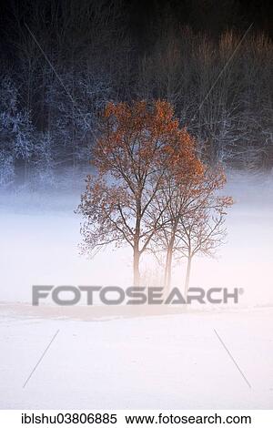 Stock Photography - "English oak (Quercus robur), with autumn leaves in the fog, Horben, Canton Aargau, Switzerland, Europe". Fotosearch