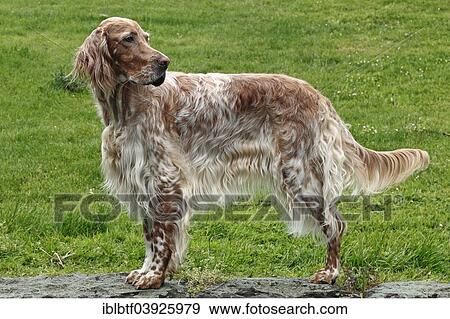 English Setter in orange belton View Large Photo Image Stock Photo - English Setter in orange belton. Fotosearch