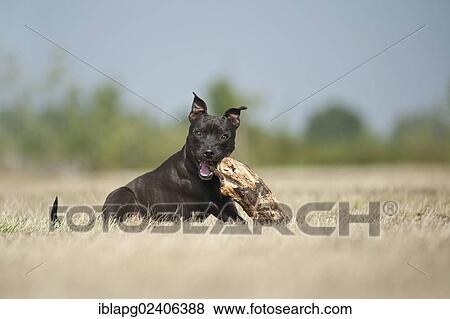 English Staffordshire Bull Terrier chewing a stick View Large Photo Image Stock Photo - English Staffordshire Bull Terrier chewing a stick. Fotosearch