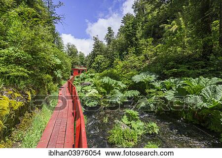 "Entrance area of? Çï? Çïthe Termas Geometricas, Panguipulli, Region de Los Rios, Chile, South America" View Large Photo Image Picture - "Entrance area of? Çï? Çïthe Termas Geometricas, Panguipulli, Region de Los Rios, Chile, South America". Fotosearch