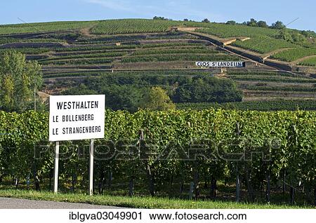 "Entrance sign of Westhalten with references to the vineyards of Le Bollenberg and Le Strangenberg in front of the Alsace Grand Cru vineyard of Clos St. Landelin, Westhalten, Departement Bas-Rhin, Alsace, France, Europe" View Large Photo Image Stock Image - "Entrance sign of Westhalten with references to the vineyards of Le Bollenberg and Le Strangenberg in front of the Alsace Grand Cru vineyard of Clos St. Landelin, Westhalten, Departement Bas-Rhin, Alsace, France, Europe". Fotosearch
