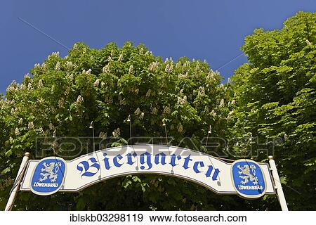 "Entrance to a beer garden with a """"Biergarten"""" sign and a blossoming chestnut tree, city centre, Munich, Upper Bavaria, Bavaria, Germany, Europe" View Large Photo Image Stock Photo - "Entrance to a beer garden with a """"Biergarten"""" sign and a blossoming chestnut tree, city centre, Munich, Upper Bavaria, Bavaria, Germany, Europe". Fotosearch