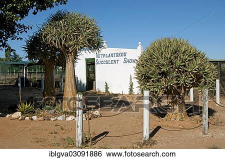 "Entrance to the exhibition of succulent plants in the world's largest succulent nursery """"Kokerboom"""", Vanrhynsdorp, Vanrhynsdorp, South Africa, Africa" View Large Photo Image Stock Photograph - "Entrance to the exhibition of succulent plants in the world's largest succulent nursery """"Kokerboom"""", Vanrhynsdorp, Vanrhynsdorp, South Africa, Africa". Fotosearch
