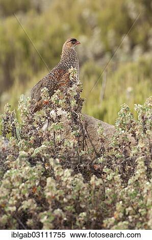 Stock Photography - "Erckels Francolin (Francolinus erckelii), Bale Mountains National Park, Bale Zone, Oromia Region, Ethiopia, Africa". Fotosearch
