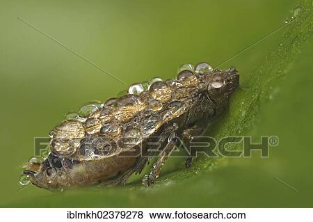 Stock Photo - "Erdzikade, Unterart (Aphrodinae spec), Kassel, Hesse, Germany, Europe". Fotosearch
