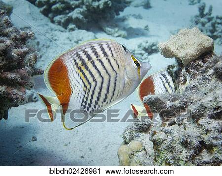"Eritrean Butterflyfish or Crown Butterflyfish (Chaetodon paucifasciatus), Mangrove Bay, Red Sea, Egypt, Africa" View Large Photo Image Stock Image - "Eritrean Butterflyfish or Crown Butterflyfish (Chaetodon paucifasciatus), Mangrove Bay, Red Sea, Egypt, Africa". Fotosearch
