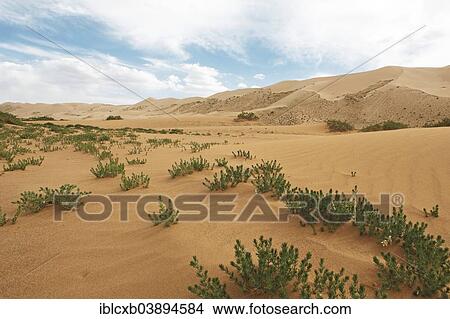 "Esfand, Wild Rue or Syrian Rue (Peganum harmala) in the sand dunes of Khongoryn Els, Gobi Gurvansaikhan National Park, Gobi Desert, Southern Desert, Omnogovi Province, Mongolia, Asia" View Large Photo Image Picture - "Esfand, Wild Rue or Syrian Rue (Peganum harmala) in the sand dunes of Khongoryn Els, Gobi Gurvansaikhan National Park, Gobi Desert, Southern Desert, Omnogovi Province, Mongolia, Asia". Fotosearch