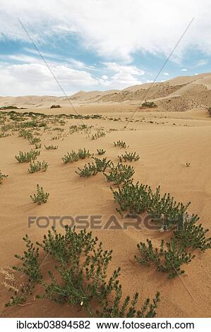 "Esfand, Wild Rue or Syrian Rue (Peganum harmala) in the sand dunes of Khongoryn Els, Gobi Gurvansaikhan National Park, Gobi Desert, Southern Desert, Omnogovi Province, Mongolia, Asia" View Large Photo Image Stock Image - "Esfand, Wild Rue or Syrian Rue (Peganum harmala) in the sand dunes of Khongoryn Els, Gobi Gurvansaikhan National Park, Gobi Desert, Southern Desert, Omnogovi Province, Mongolia, Asia". Fotosearch