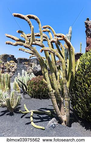 "Espostoa guentheri cactus, Guatiza, Lanzarote, Canary Islands, Spain, Europe" View Large Photo Image Stock Image - "Espostoa guentheri cactus, Guatiza, Lanzarote, Canary Islands, Spain, Europe". Fotosearch